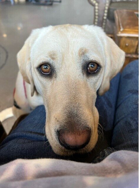 Sloan sitting with her chin in her handler's lap.