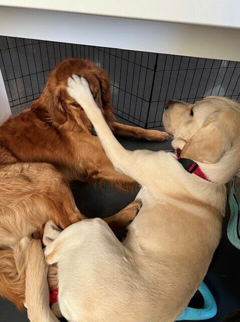 Yellow Lab Sloan laying down next to a Golden Retriever friend. She has her paw on it's face.