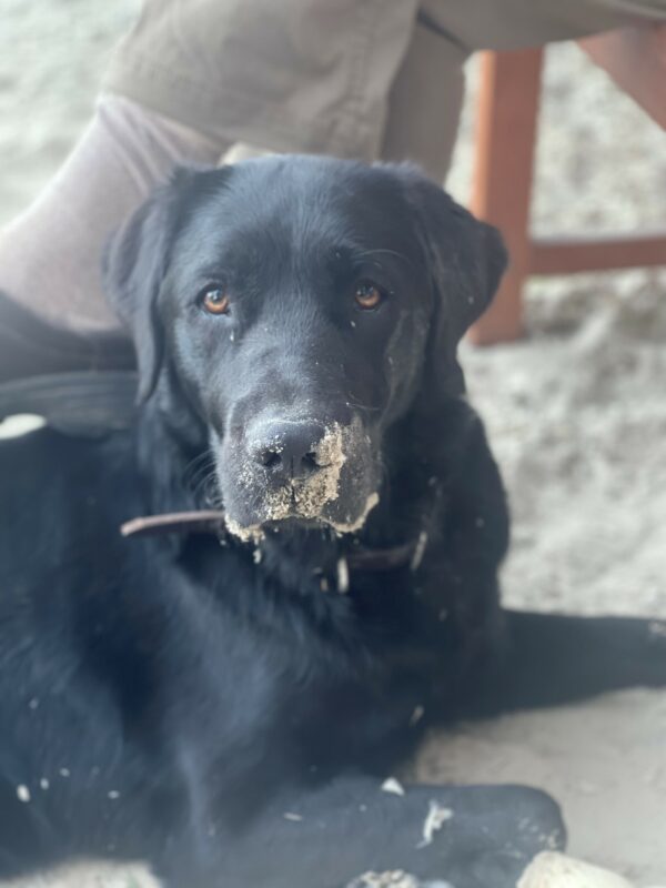 Black Lab Taffy lies down with her trainer in the background and sand on her face after a romp in the play yard.