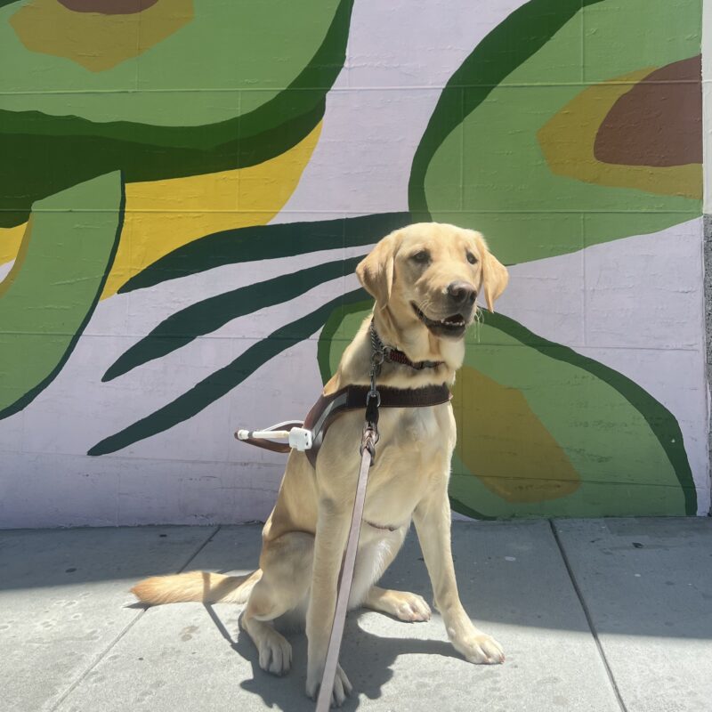 Tahiti is wearing her harness and sitting in front of a painted mural of green and yellow avocados. Her mouth is open in a happy smile.