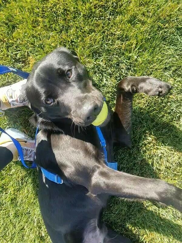 Black Lab Tarmac wearing a blue harness, laying in the grass while playing with a ball.