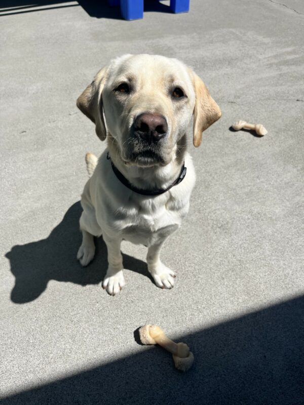 Tiago sits looking at the camera during Community Run. He is surrounded by Nylabones.
