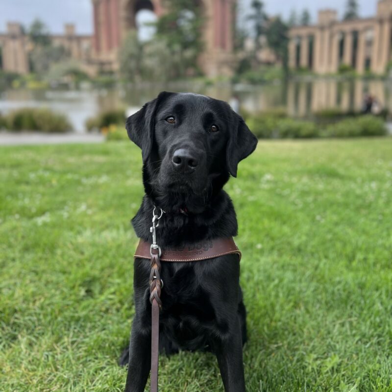 Tranquil sits on the grass in front of the Palace of Fine Arts in San Francisco wearing her GDB harness. She has a serious, focused expression on her face and her head is slightly tilted.