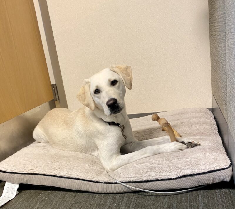 A while colored Labrador is laying on a dog bed. She is holding a nylabone between her front paws and is looking at the camera with a curious expression on her face.