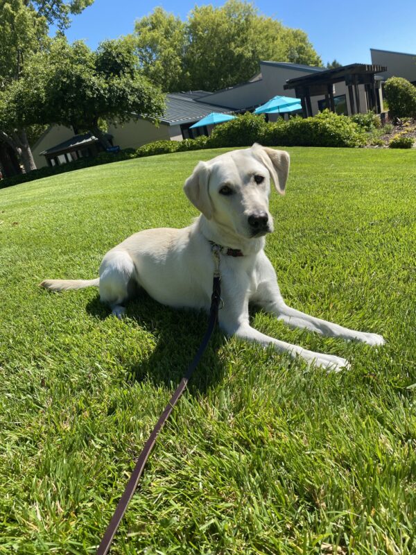 A white colored Labrador is laying down on a green lawn. Behind her are buildings, blue sky, and blue umbrellas.