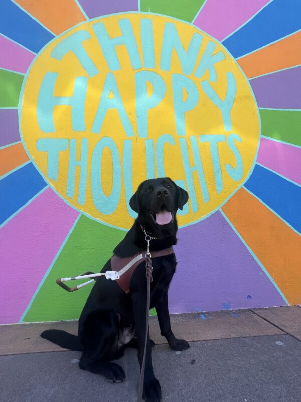 Walter is sitting in the community run area and looking up at the camera. His mouth is open in a soft pant.