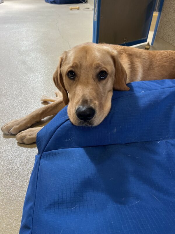 A headshot of Warner resting his head on a blue dog bed. His eyes are looking up into the camera.