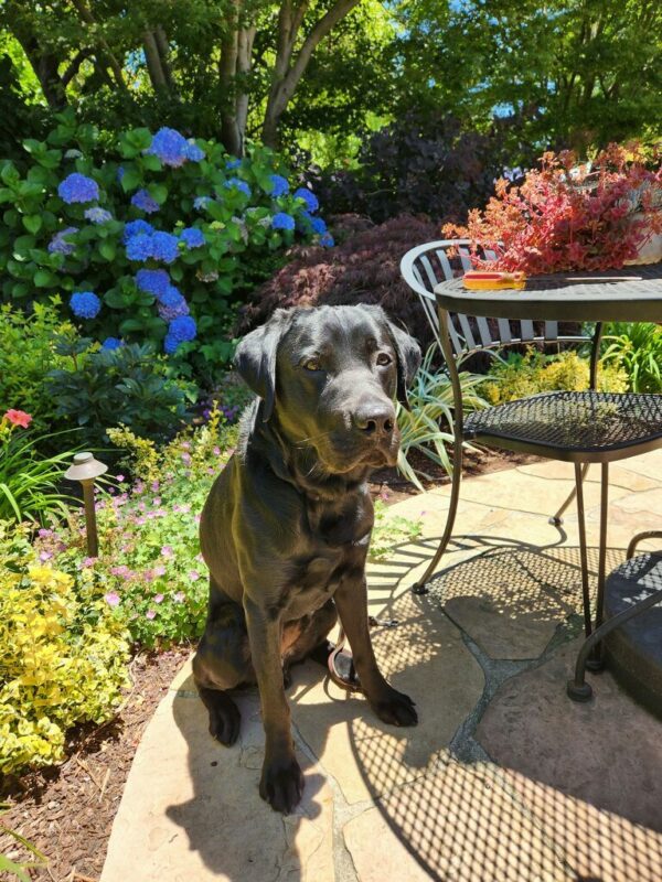Winchell, a black lab male is seated in front of a garden scape facing the camera. Beside him is a table and chair. Behind him are an array of flowers blue, purple and red.