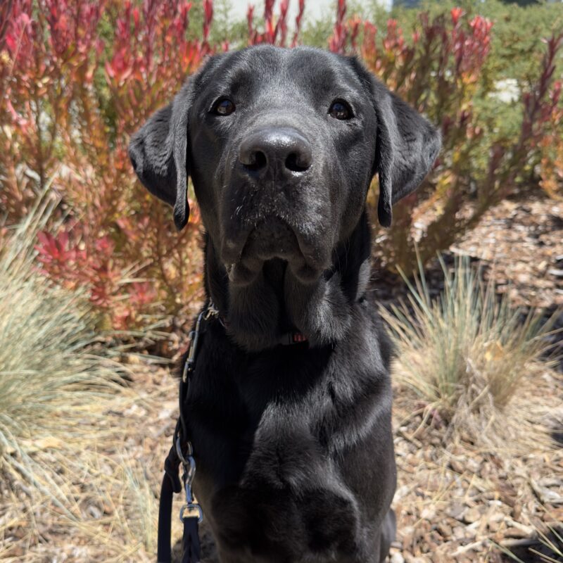 <p>Male black labrador Woody is pictured on a sunny day on the California campus, sitting with various plants behind him.</p>