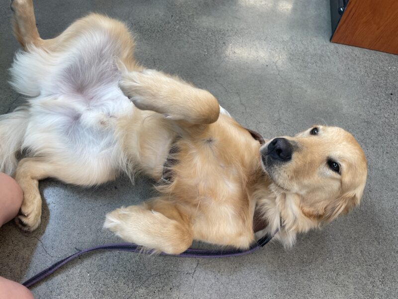 Ari lays down, tummy up soliciting belly rubs, soliciting belly rubs and looking lovingly at his handler (just outside of the photo.