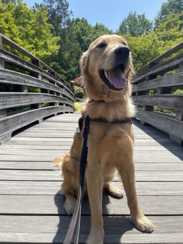 Ari smiles proudly in harness, sitting on a wooden pedestrian bridge with lush green trees in the background.