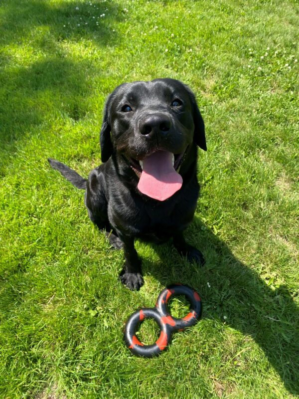 A black lab sits in green grass with a black and red dog toy at his feet. He looks up into the camera with a happy expression on a sunny day. His mouth is wide-open and his tongue sticking out.