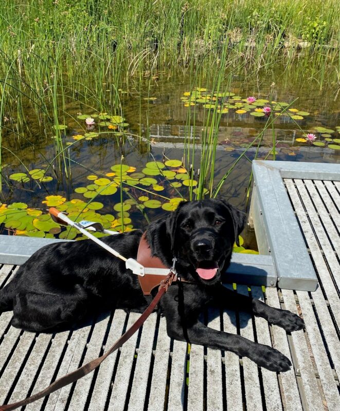 A black lab looks into the camera with his mouth wide-open and a happy expression on his face. He is wearing a guide dog harness and has a brown outstretched leash around his collar. He is laying on a light gray walkway above a pond. Behind him are pink water lilies and green pond grasses in the water.
