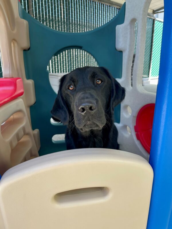 Fiddle sits inside a large plastic playhouse with only his head and shoulders showing. He is looking at the camera with his mouth closed and his eyebrows raised.