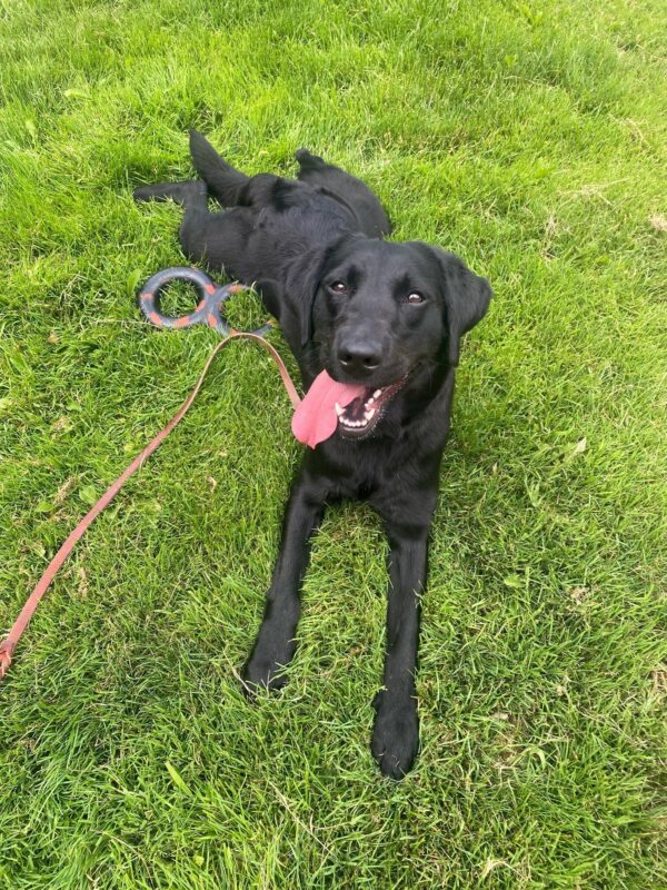 A black lab/golden cross looks up at the camera with a an open mouth and tongue sticking-out. She is laying with her belly down and back legs stretched out behind her grass. Next to her is a black and red dog toy and a brown leather leash.
