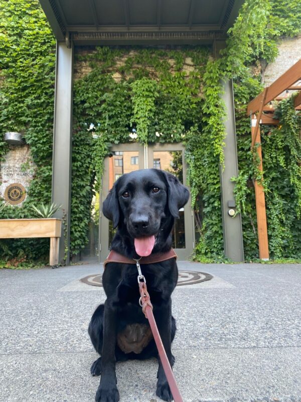 A black lab/golden cross looks into the camera with her mouth open, tongue out, and a happy expression on her face. She is wearing a guide dog harness and has a brown outstretched leash around her collar. She sits on a cement walkway and behind her is a building with gray steel pillars with all of its walls covered in green ivy. Glass double doors that reflect the other buildings are directly behind.