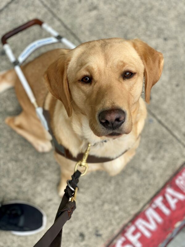 Maggie sits in harness looking straight up at the camera over her head. She is seated next to her handler near a curb in San Francisco where the letters
