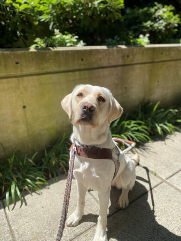 Female yellow lab Parakeet sits proudly in her GDB harness on a sidewalk with green plants behind her.
