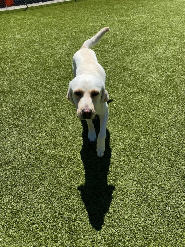 Female yellow lab Parakeet trots in a fenced-in turf play area. She smiles up at the camera with her tail following playfully behind her.