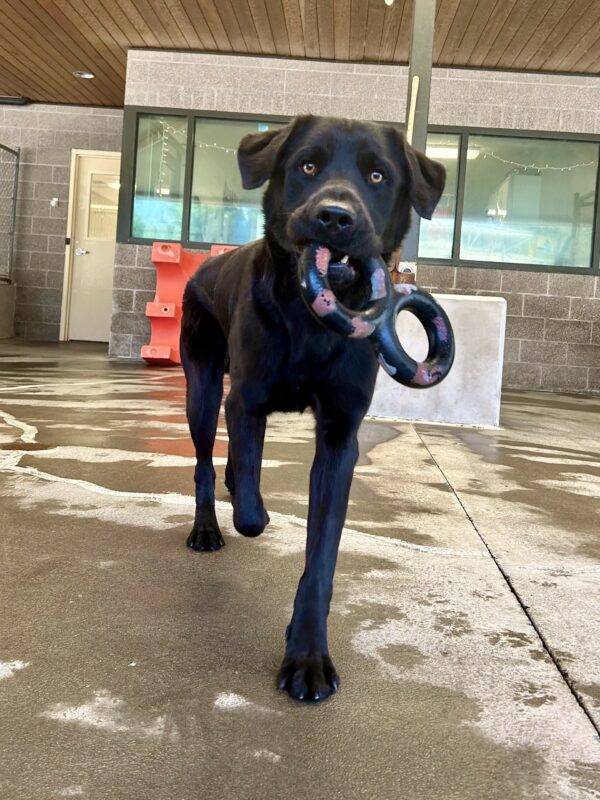<p>Male black Labrador Chandler plays with a