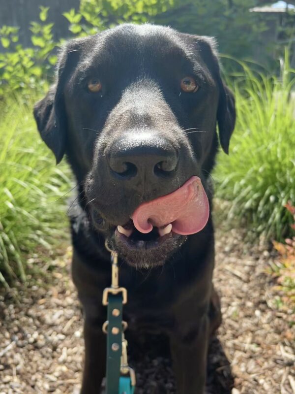 <p>A close up of male black Labrador Chandler looking directly into the camera and licking his lips. There is greenery in the background.</p>