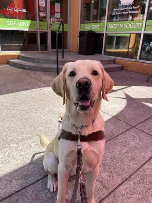 Danish is sitting in harness looking straight into the camera. There is a frozen yogurt shop behind him.