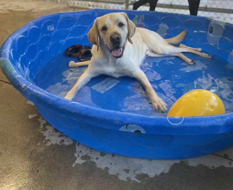 Danish is laying in the pool with many toys around him. He is looking at the camera with his tongue hanging out.