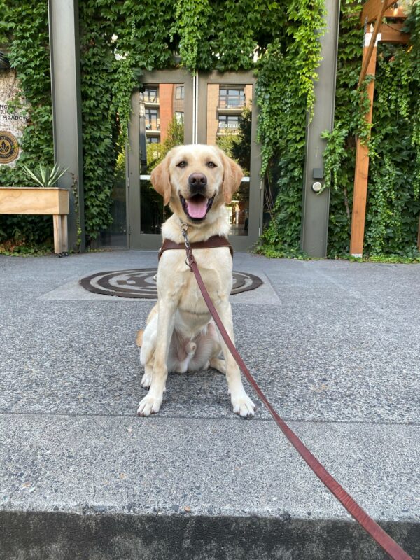 A yellow lab looks into the camera with his mouth wide-open and a happy expression on his face. He is wearing a guide dog harness and has a brown outstretched leash around his collar. He sits on a cement walkway and behind him is a building with gray steel pillars with all of it's walls covered in green ivy. Glass double doors that reflect the other buildings are directly behind.