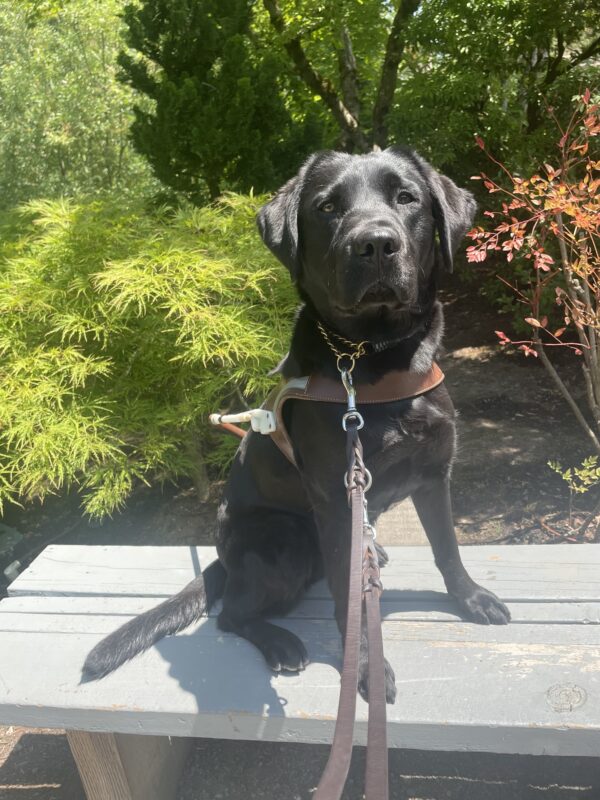 Waverly sits seriously in harness on top of a wooden bench with shrubs in the background.