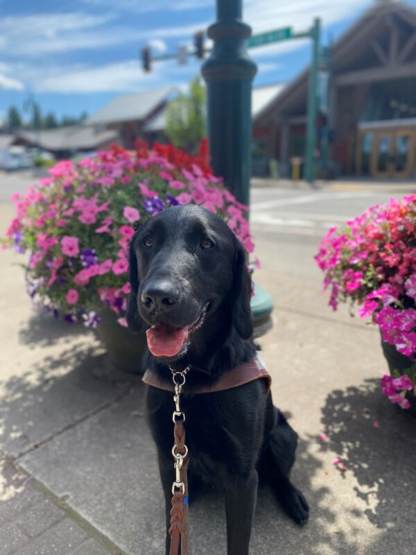 Male black lab/golden cross Wharf sits in front of pink and purple flowers on a sidewalk. He wears his GDB harness and looks slightly up at the camera with a goofy look on his face.