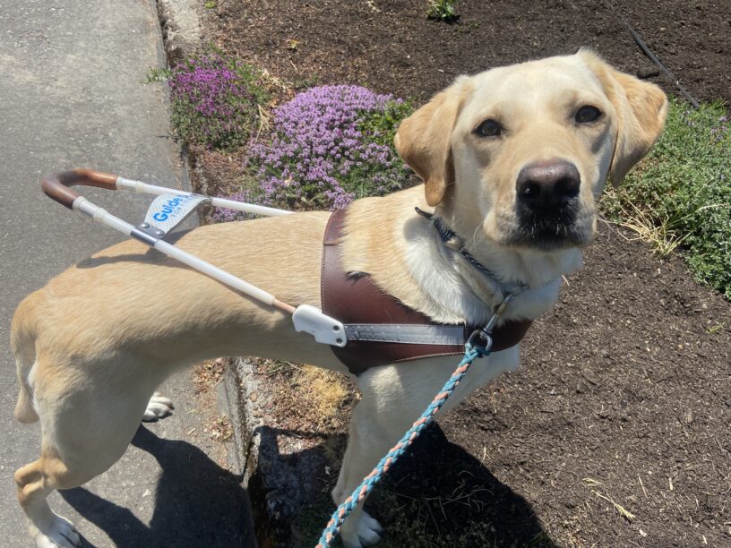 Bombay is wearing her harness, has her front paws on the curb, and looking at the camera during a sidewalkless route. there are purple flowers behind her.
