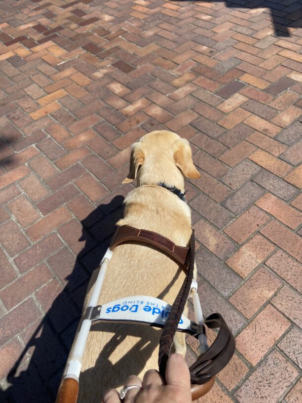 Picture is from the handler's prospective as Bombay is guiding through town. It is of Bombay's back, while she is wearing her harness and guiding over a sidewalk of bricks.
