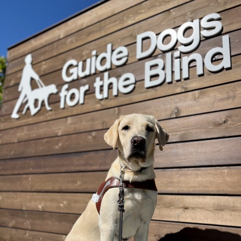 Lantern is sitting in harness. Behind him is the Guide Dogs for the Blind logo that is on a wood backdrop.