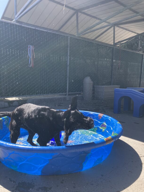 Harper is in the middle of a big full body shake in a small blue doggie pool in community run.