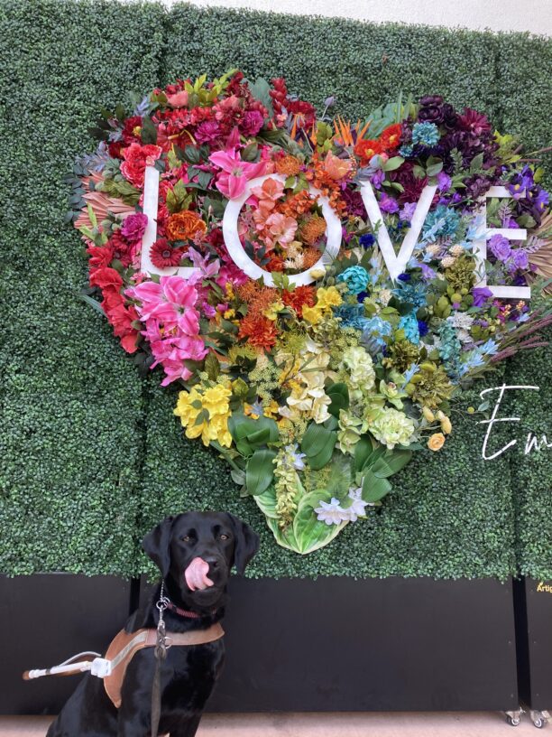 Harper in harness is sitting in front of a colorful heart shaped flower wall that says ‘love.’ She is also in the middle of licking her face.