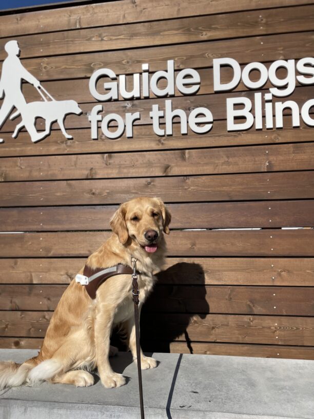 Photo is of golden cross female Bayshore sitting in a harness in front of a large wooden sign with the Guide Dogs for the Blind logo on it.