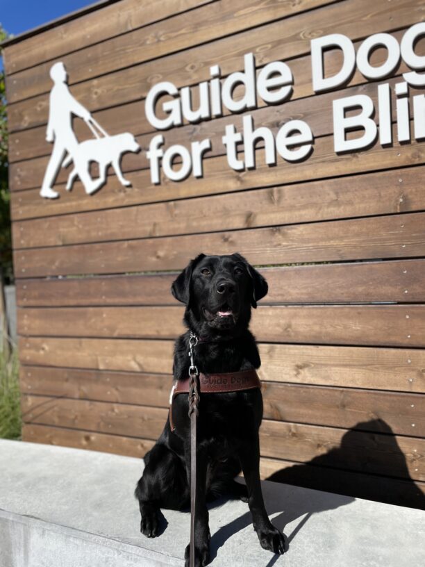Photo is of black lab female Kimora in front of a large wooden sign with the Guide Dogs for the Blind logo on it.