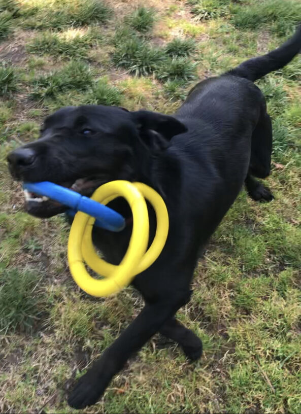Female black labrador Marble is pictured whizzing past the camera in playful stride, ears back, with a blue and yellow three-ring tug toy in her mouth. Marble is so fast she's slightly out of focus on the grassy background.