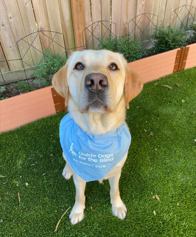 Yellow Labrador female Harbor sits looking up at the camera proudly wearing a light blue scarf that says "Guide Dogs for the Blind K9 Buddy". She is sitting in front of a wooden fence with greenery in the background.