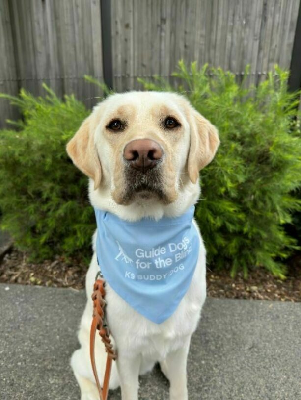 Yellow Labrador female Goodall sits looking at the camera proudly wearing a light blue scarf that says "Guide Dogs for the Blind K9 Buddy". She is sitting in front of a wooden fence with green bushes in the background.