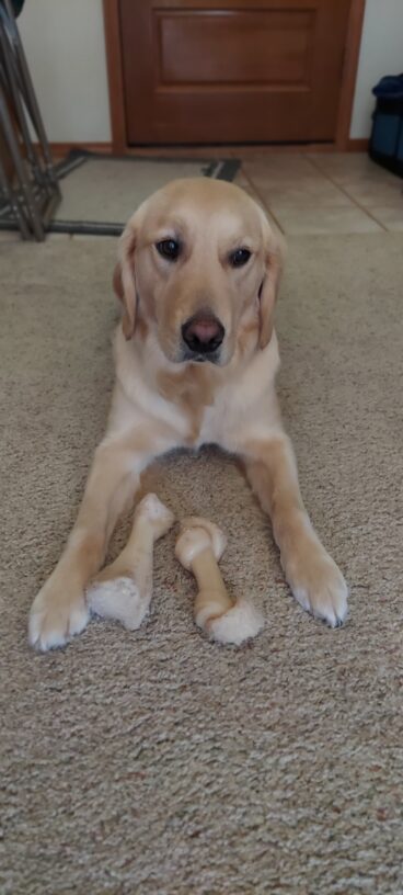 Golden Retriever Aloha, lays on a beige carpet facing the camera with two Nylabones in between her front legs. 