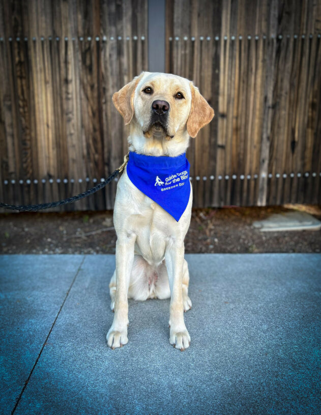 Yellow Labrador Retriever Apricot sits on a sidewalk with a wooden fence behind her wearing her blue GDB breeder scarf.