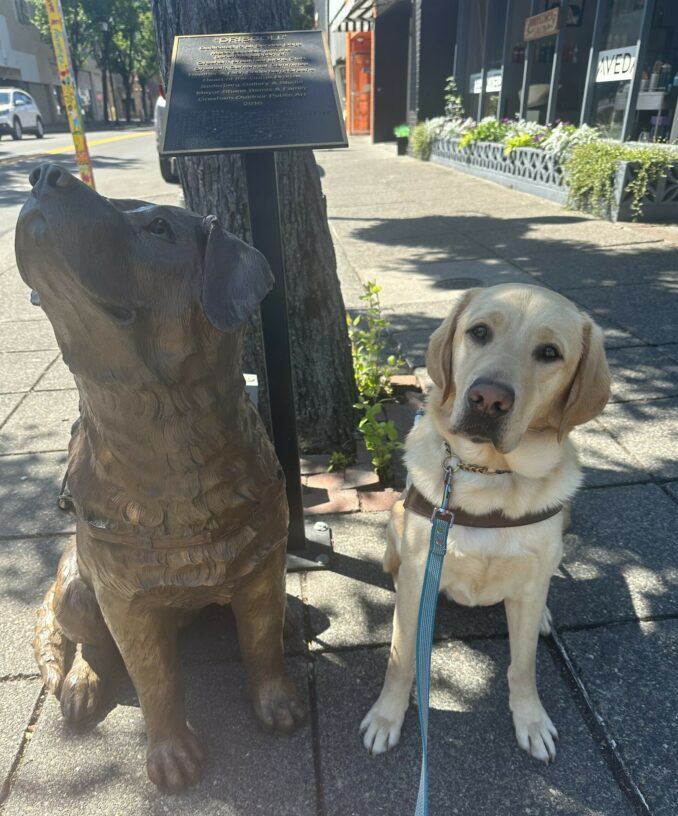 Flint is sitting in harness in downtown Gresham. He is next to a metal guide dog statue named 