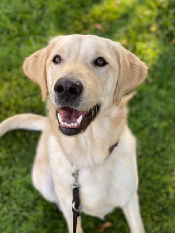 Yellow Labrador Golden Retriever Crossbreed Folklore sits amidst a grassy field looking directly at the camera with a large smile showing off his beautiful white teeth.