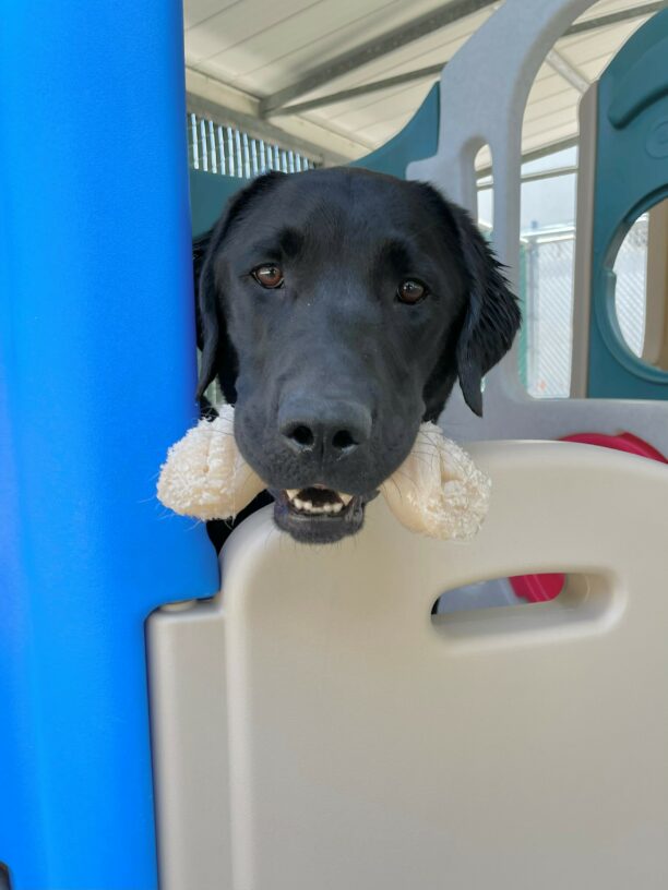 Grizzly’s head is captured here as he is standing in the center of an enclosed play structure in the community run. He holds a Nylabone in his mouth and looks directly at the camera.