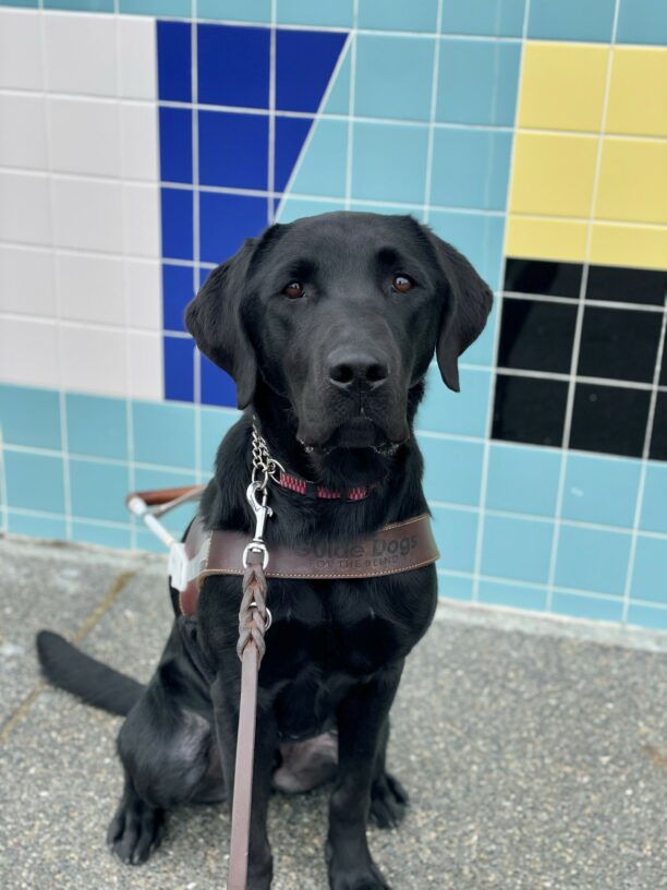 Grizzly is sitting in harness on the sidewalk. Behind him is a tiled wall with white, royal blue, teal, yellow and black colors. He stares directly at the camera.