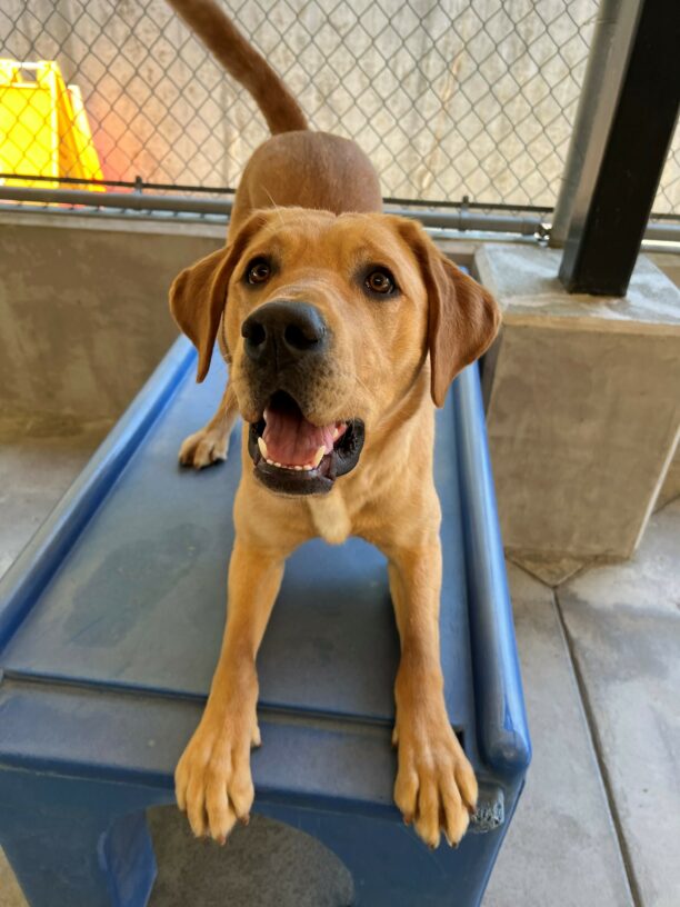 Hernando, a male yellow lab, is in a play bow position on a blue play structure.  He is in the community run area on the Oregon Campus.  Hernando is looking towards the camera with a big smile on his face.