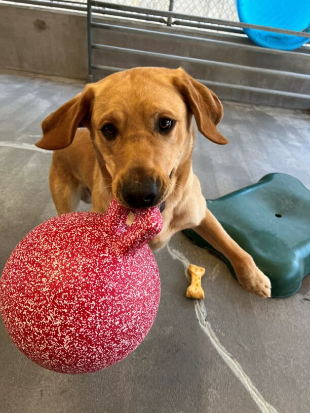 Yellow lab, Hernando, is carrying a red jolly ball toy and is bouncing in the air.  He looks very happy.