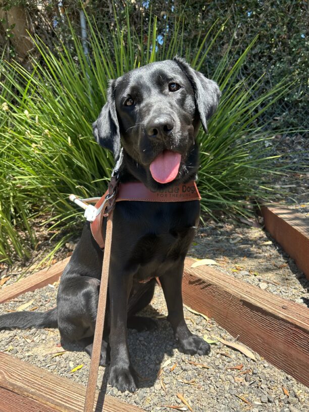 Black lab Bonbon sits in harness on a set of wood and gravel stairs. Behind her is a large, green plant. Her mouth is open and her tongue is poking out.