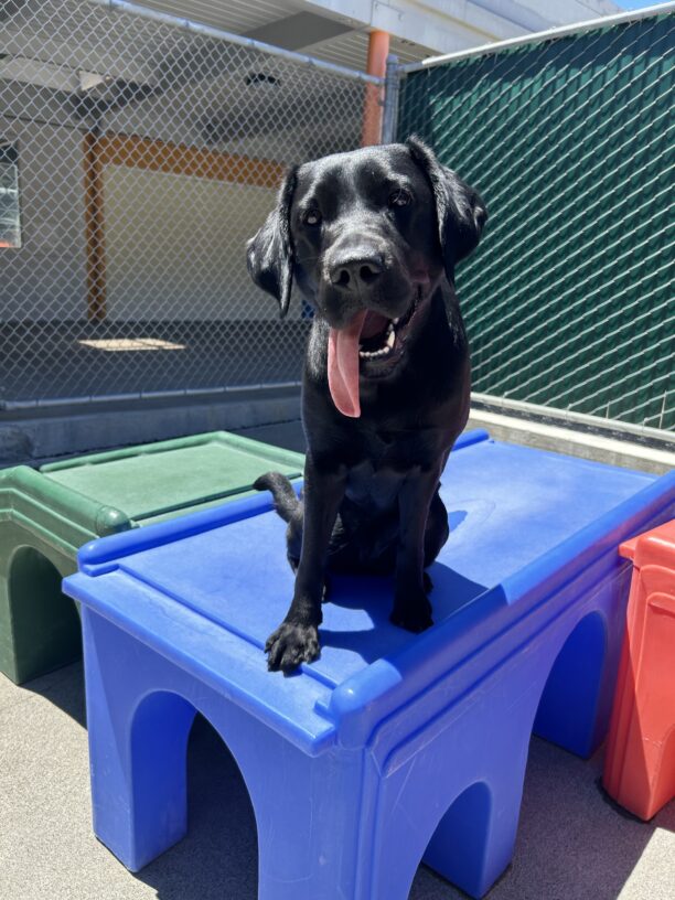 Black lab Bonbon sits on a blue and green play structure in community run. Her mouth is open and her tongue is lolling to the side.
